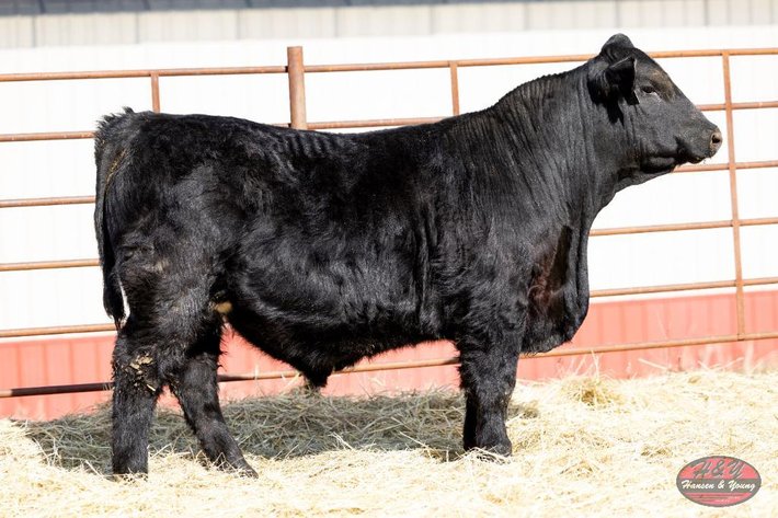 Image for Black Barron N046 - Sim Angus Bull