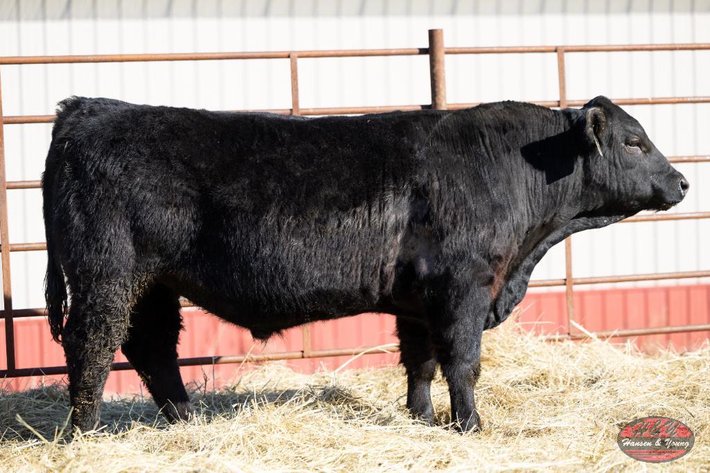 Image for Black Barron N922 - Sim Angus Bull