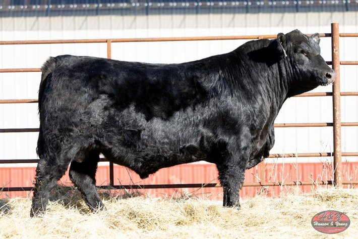 Image for Black Jameson Barron M72 - Black Angus Bull