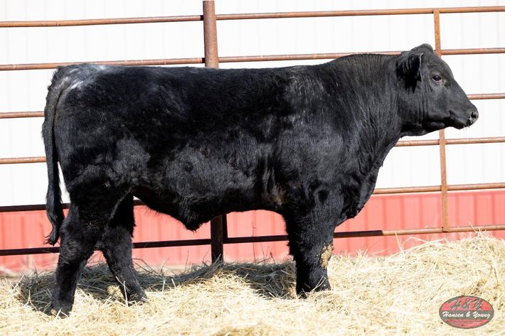 Image for Black Jameson Barron N025 - Black Angus Bull