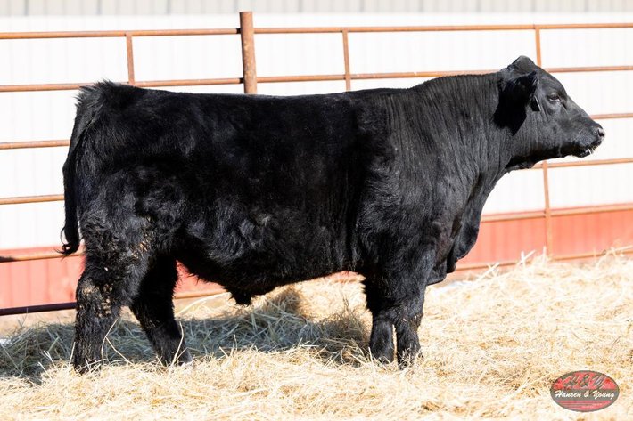 Image for Black Safedepst Barron N314 - Black Angus Bull
