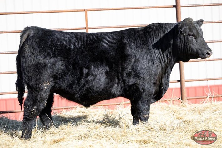Image for Black Safe Depst Barron N339 - Black Angus Bull