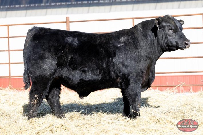Image for Black Craftsman Barron N905 - Black Angus Bull