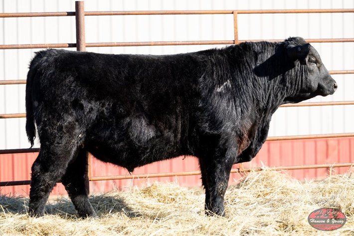 Image for Black Waymaker Barron N844 - Black Angus Bull