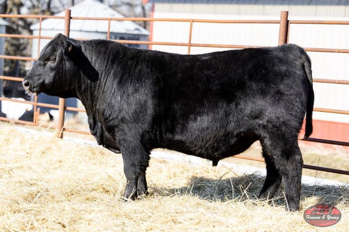 Image for Black Waymaker Barron N61 ET - Black Angus Bull