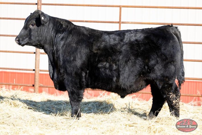 Image for Black Logo Barron N333 - Black Angus Bull