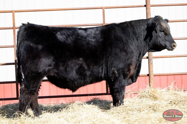 Image for Black Blueprint Barron N191 - Black Angus Bull