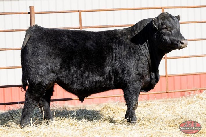 Image for Black Historic Barron N301 - Black Angus Bull