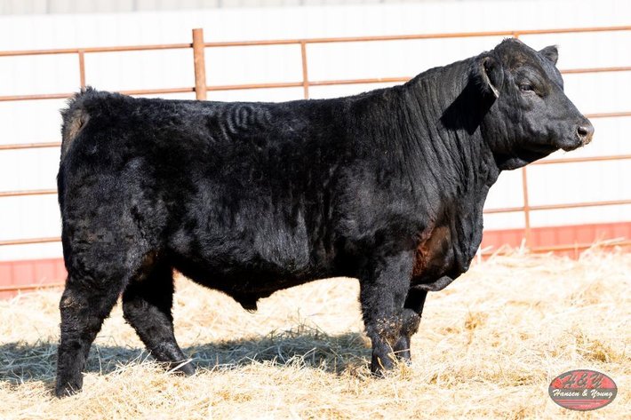 Image for Black Thunder Barron N803 - Black Angus Bull
