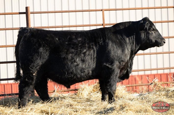 Image for Black Right Time Barron N827 - Black Angus Bull