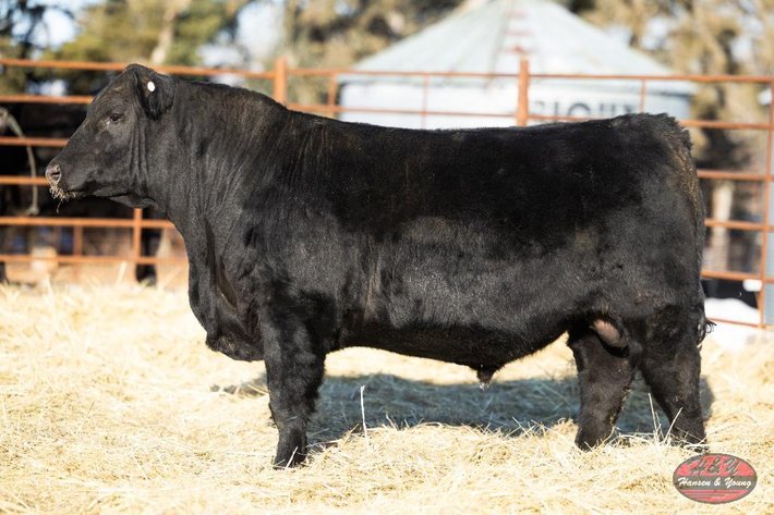 Image for Black Resource Barron N019 - Black Angus Bull