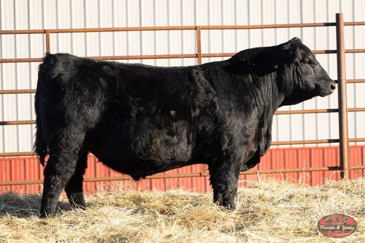Image for Black True North Barron N340 - Black Angus Bull