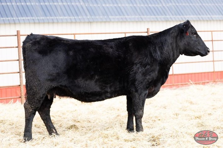 Image for Black Rainmaker Barron K180 - Female/Pair