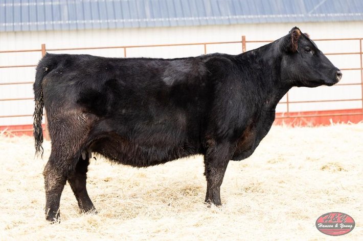 Image for Black Final ANSW Barron L330 - Female/Pair