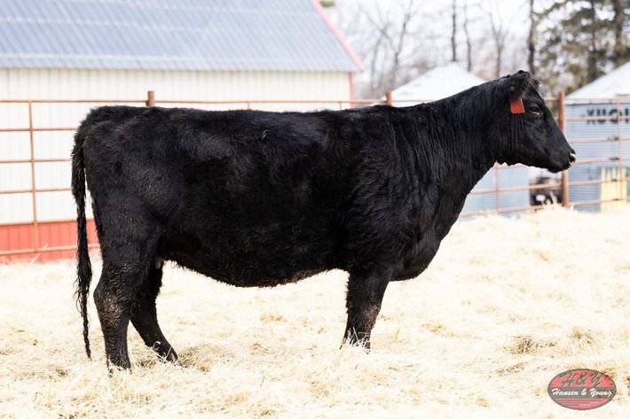 Image for Black Right Time Barron L338 - Female/Pair