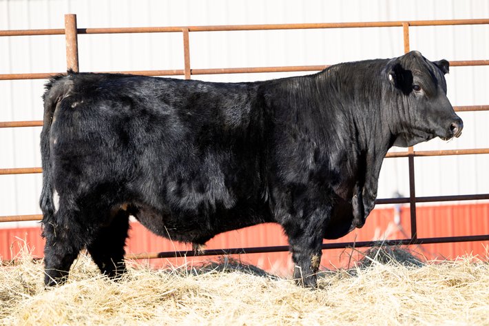 Image for Black Jameson Barron N022 - Black Angus Bull