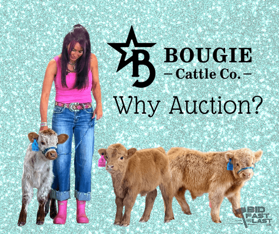 Image for Autumn Mini Cow Auction