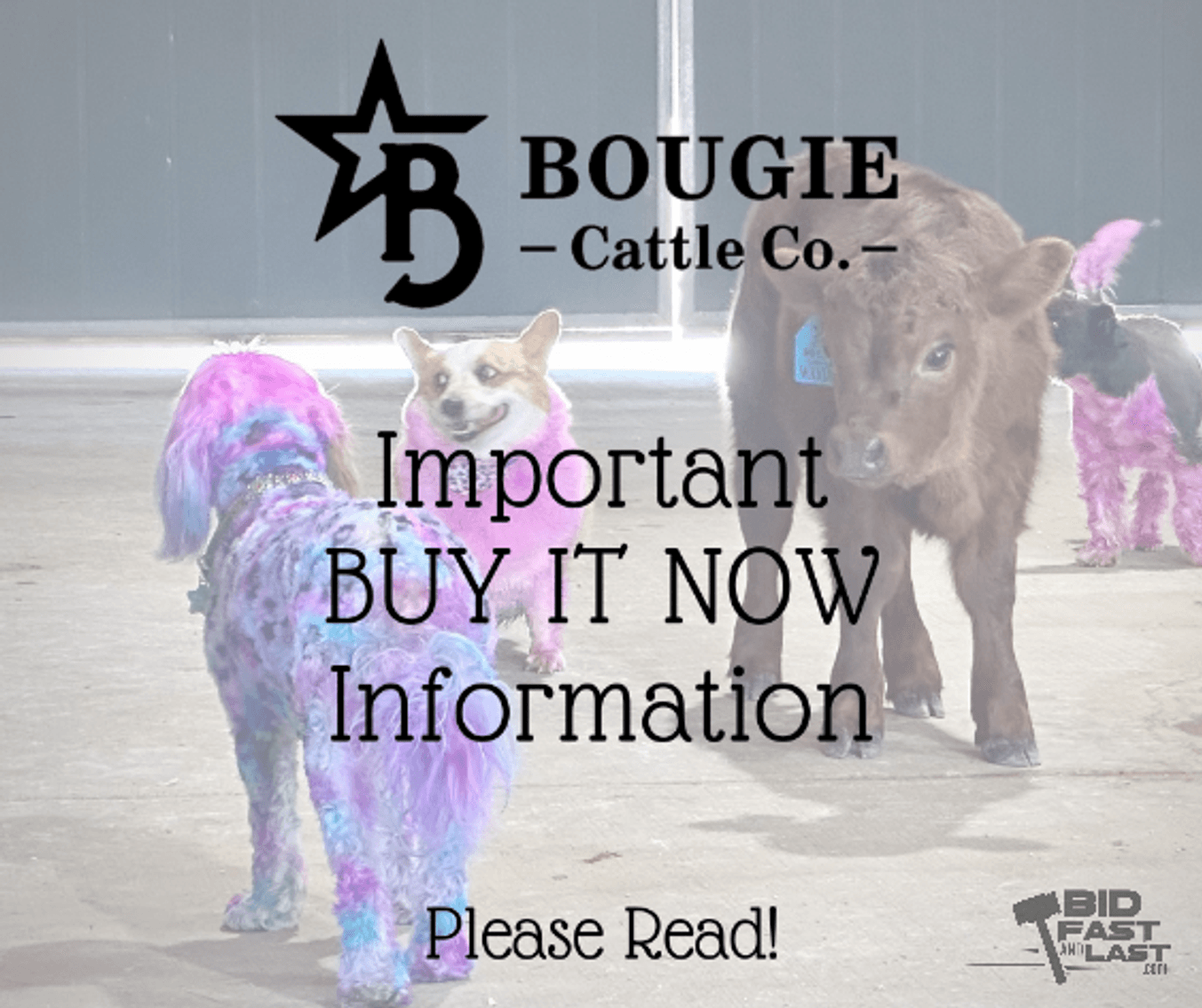 Image for Bougie Cattle Co Spring Fling Mini Cow Auction