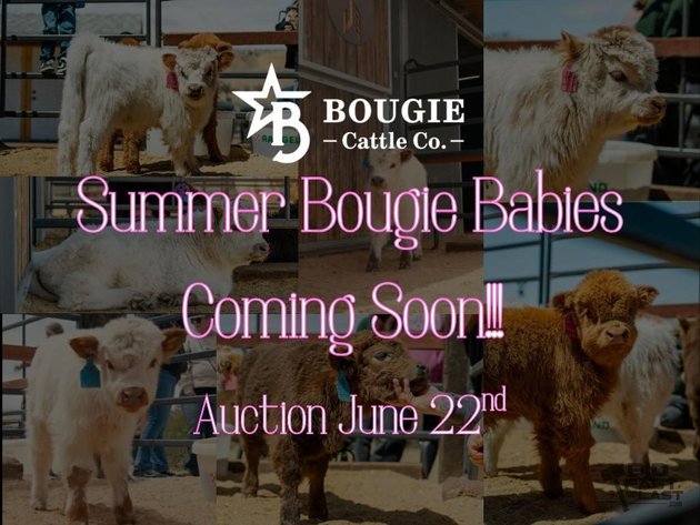 Image for Bougie Cattle Co Summer Kickoff Mini Cow Auction