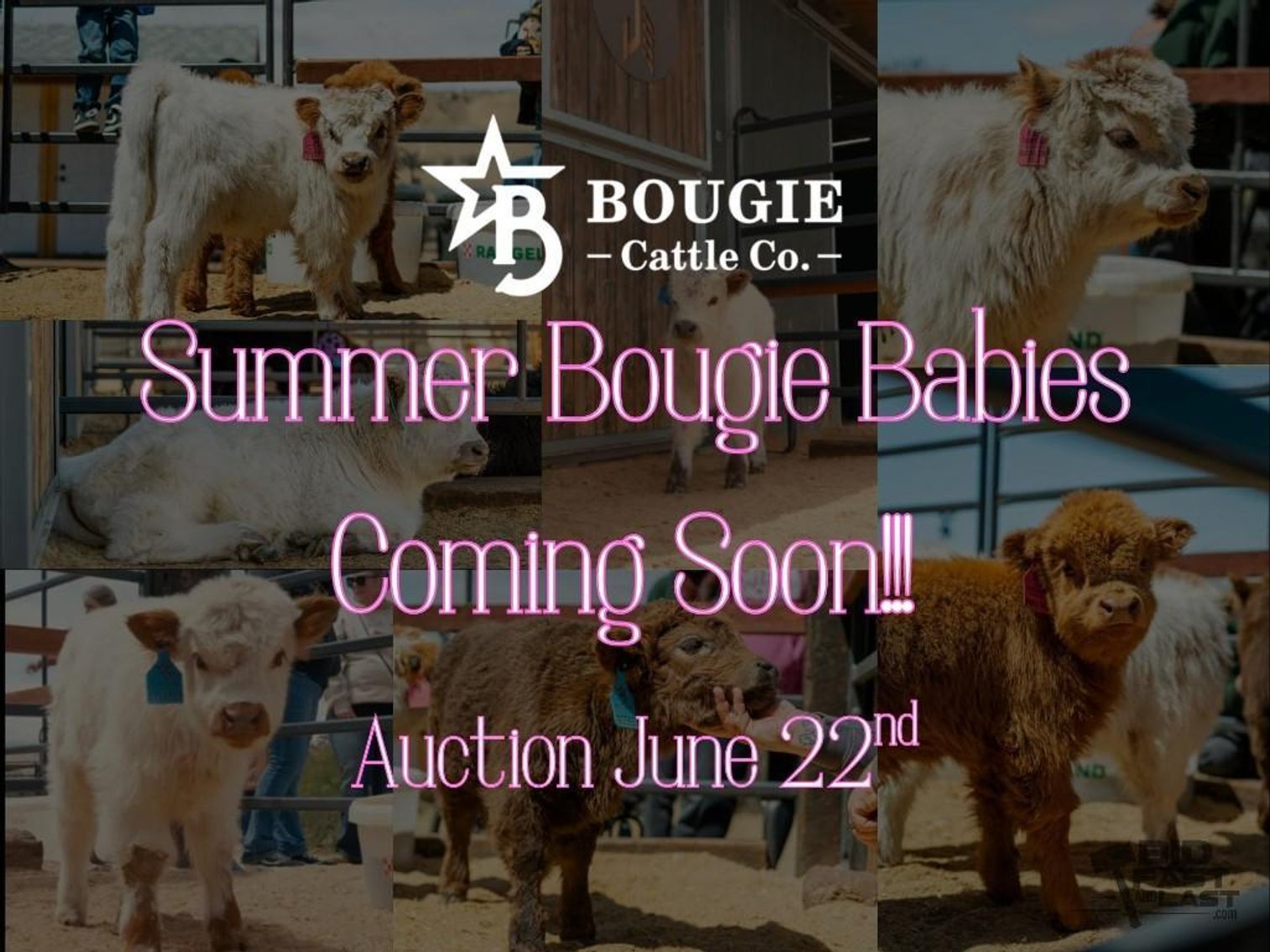 Image for Bougie Cattle Co Summer Kickoff Mini Cow Auction