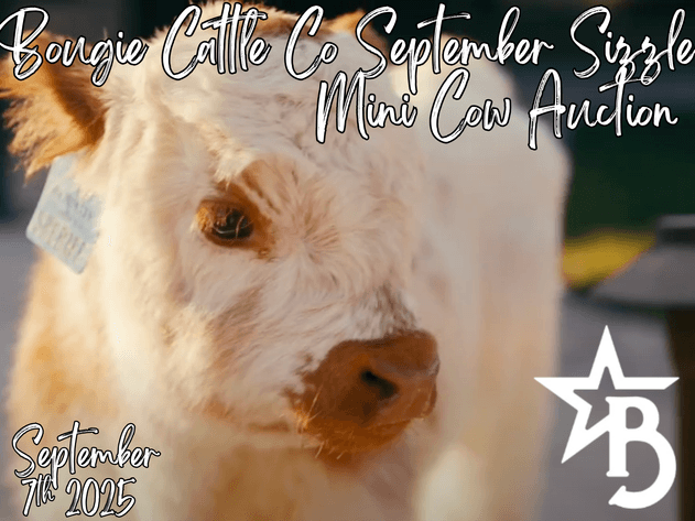 Image for Bougie Cattle Co September Sizzle Mini Cow Auction