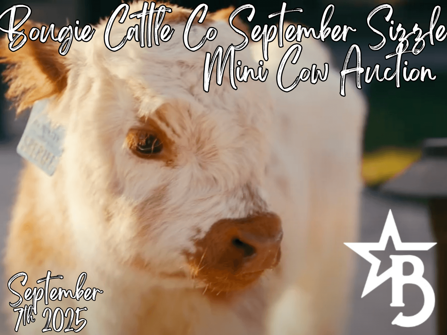Image for Bougie Cattle Co September Sizzle Mini Cow Auction