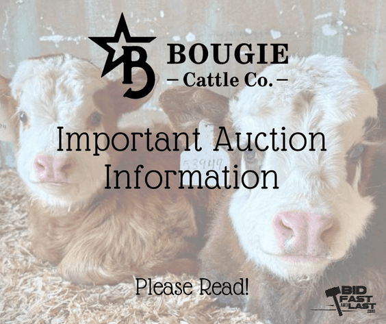 Image for Bougie Cattle Co September Sizzle Mini Cow Auction