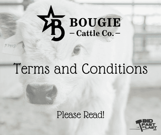 Image for Bougie Cattle Co September Sizzle Mini Cow Auction