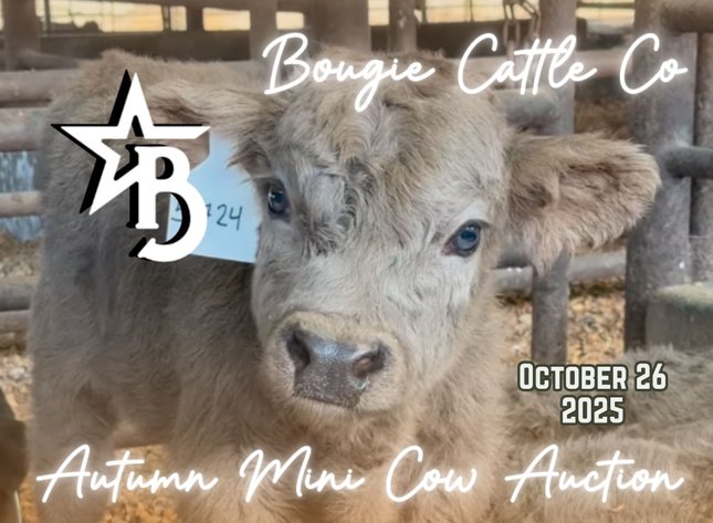 Image for Bougie Cattle Co October Autumn Mini Cow Auction