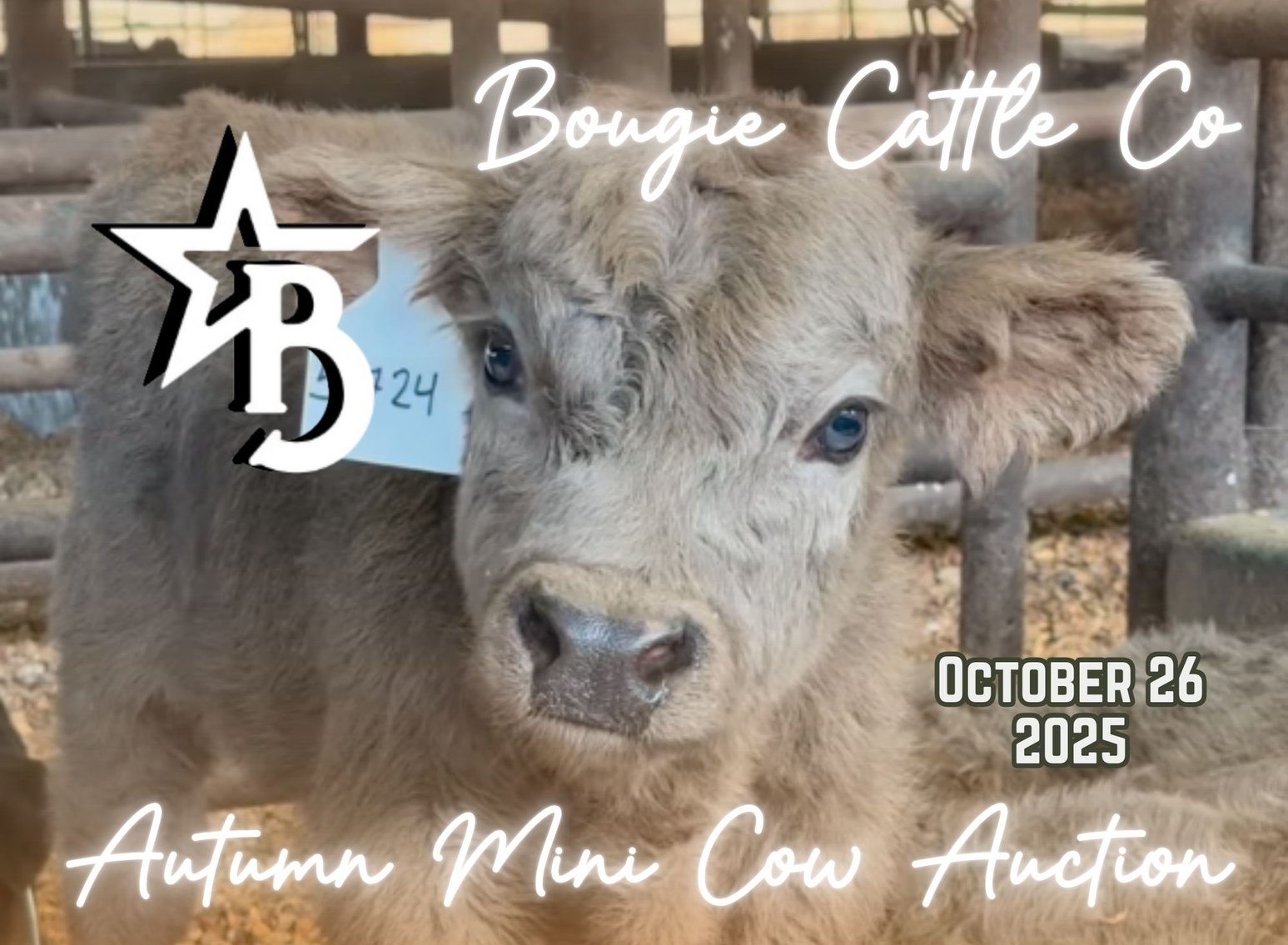 Image for Bougie Cattle Co October Autumn Mini Cow Auction