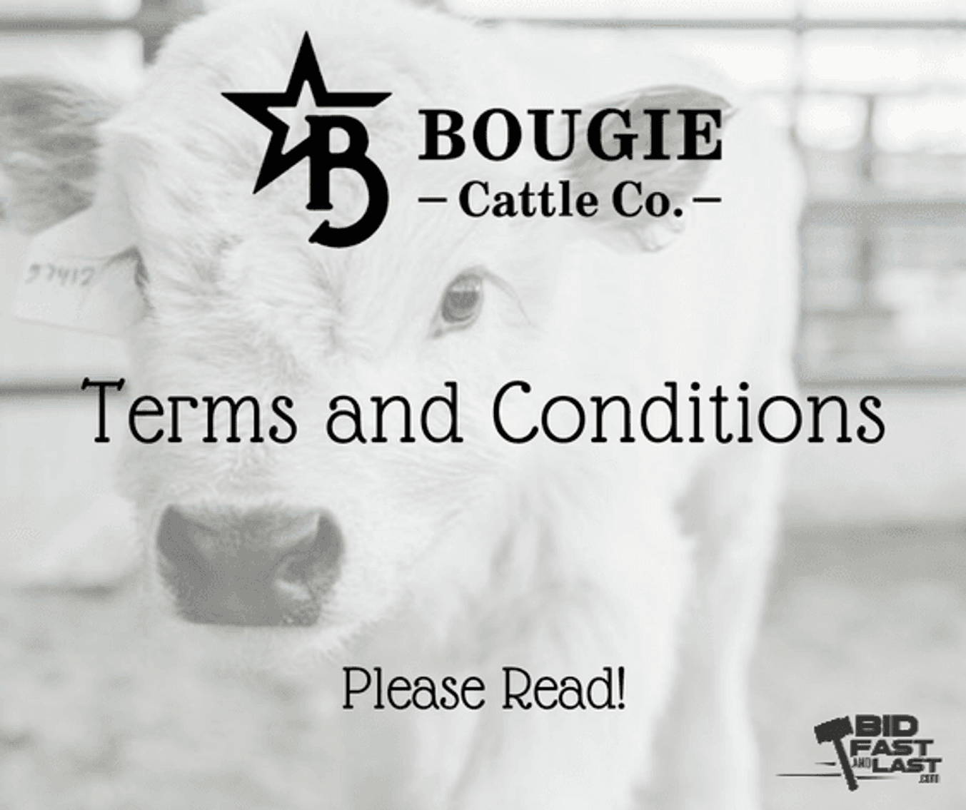 Image for Bougie Cattle Co October Autumn Mini Cow Auction