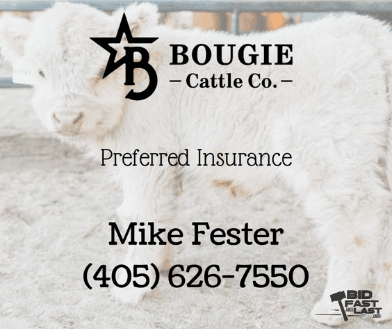 Image for Bougie Cattle Co October Autumn Mini Cow Auction
