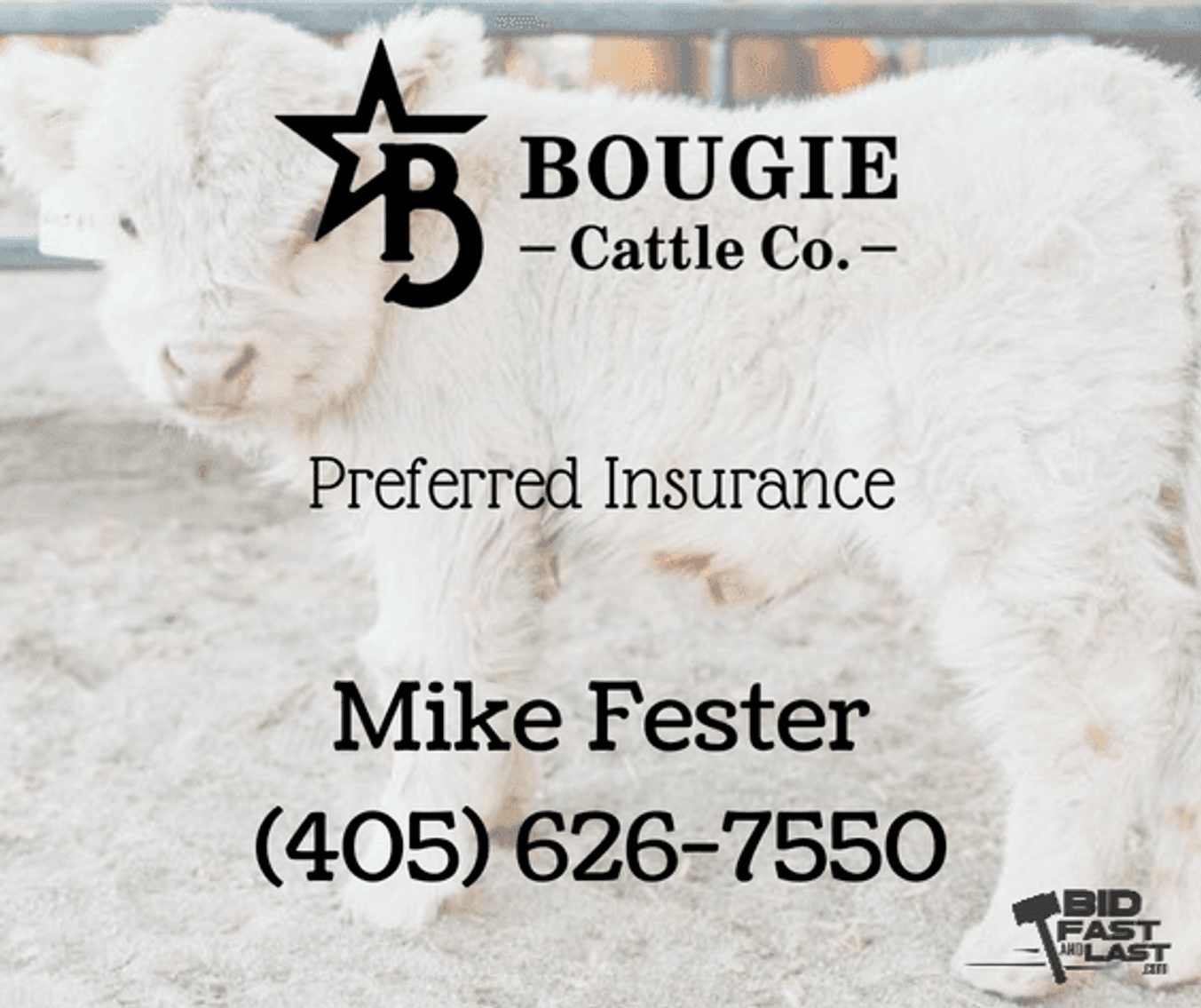 Image for Bougie Cattle Co October Autumn Mini Cow Auction