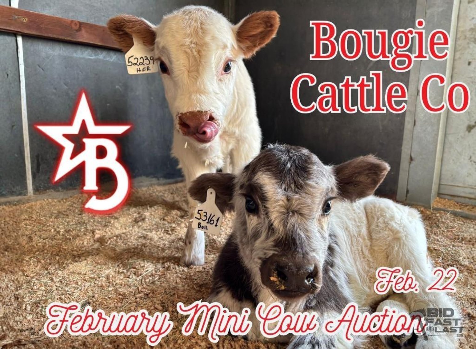 Image for Bougie Cattle Co February Mini Cow Auction