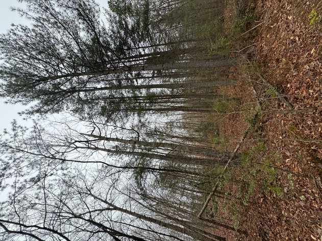 Image for Spotsylvania County, VA Sale of Tax Delinquent Real Estate