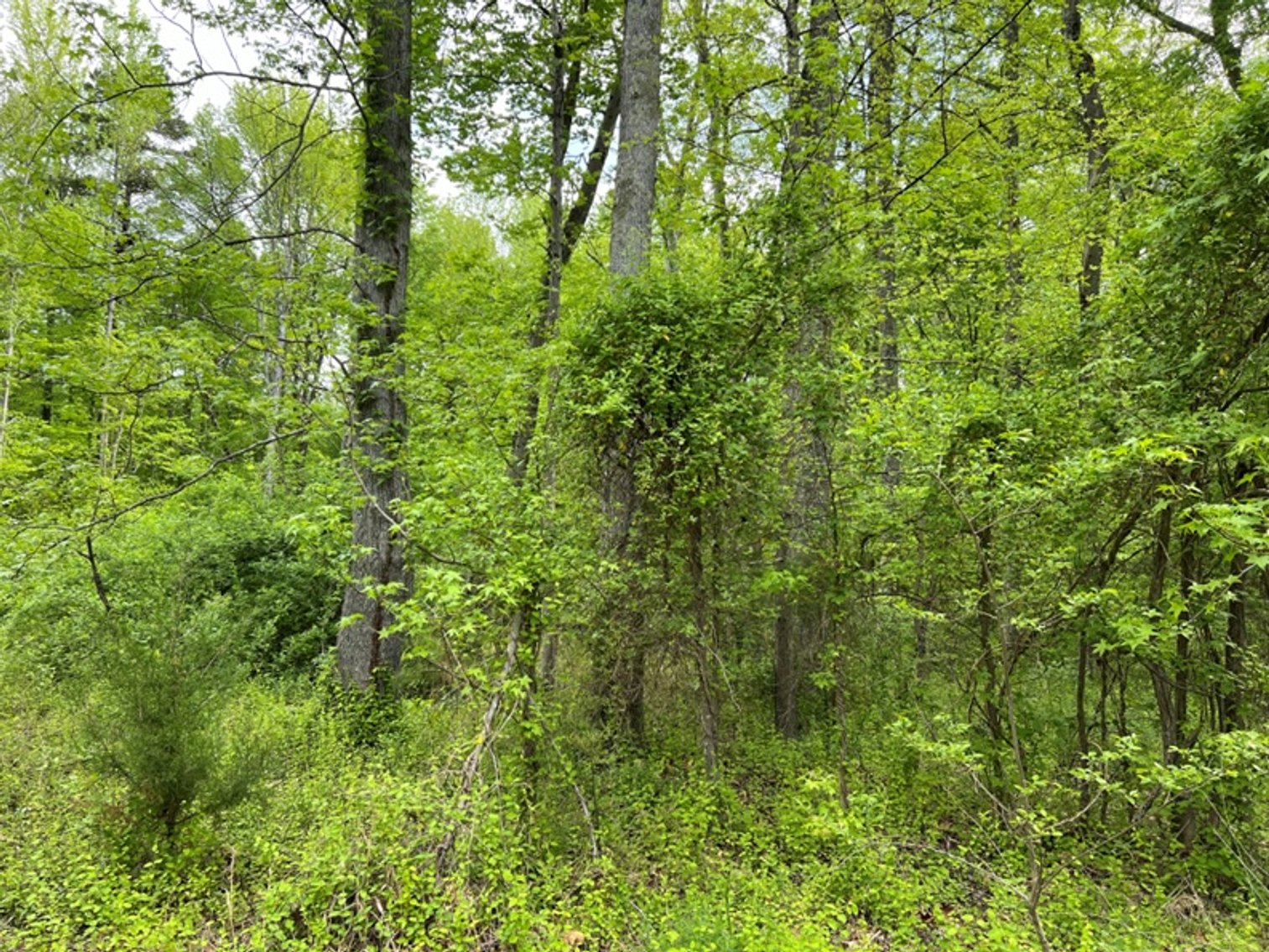 Image for Fairfax County, VA Sale of Tax Delinquent Real Estate