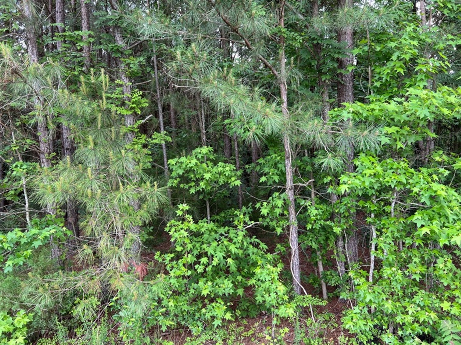 Image for Middlesex County, VA Sale of Tax Delinquent Real Estate