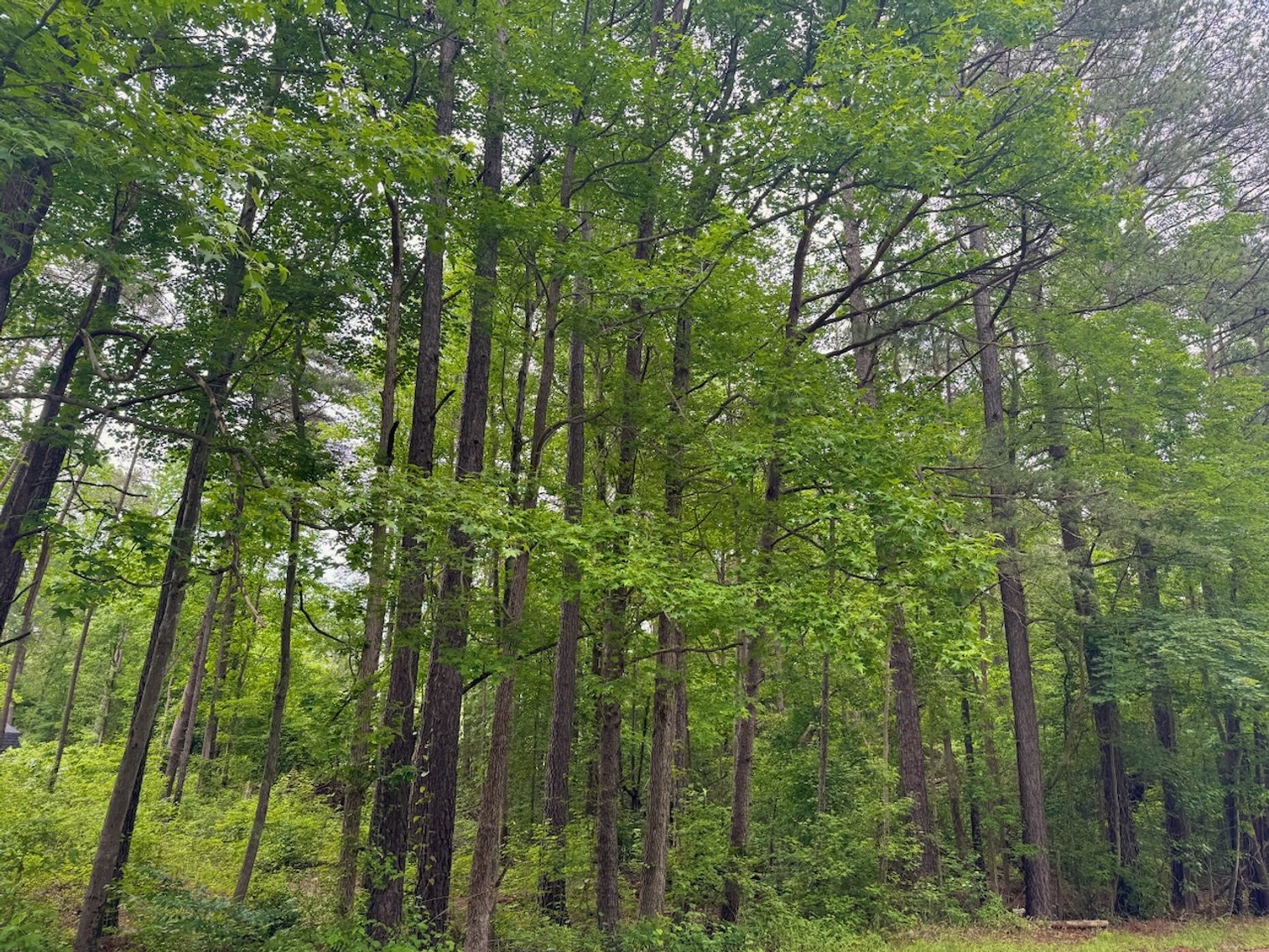 Image for Caroline County, VA Sale of Tax Delinquent Real Estate