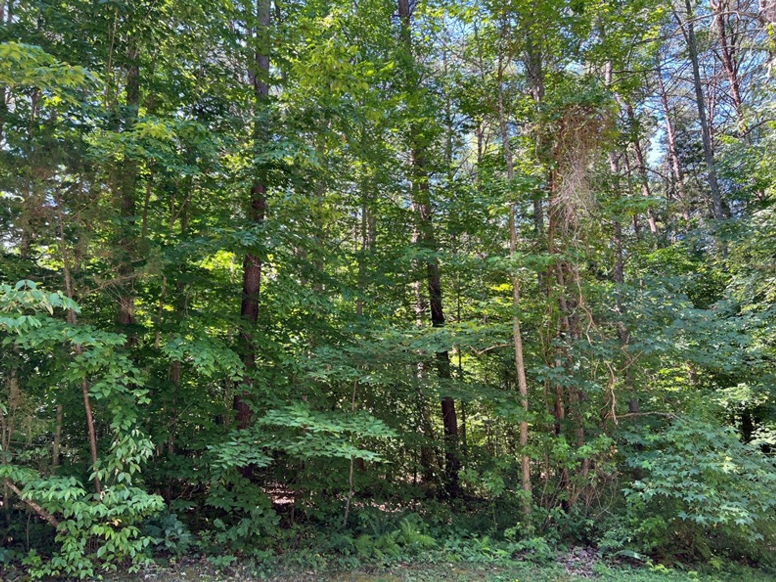 Image for Goochland County, VA Sale of Tax Delinquent Real Estate