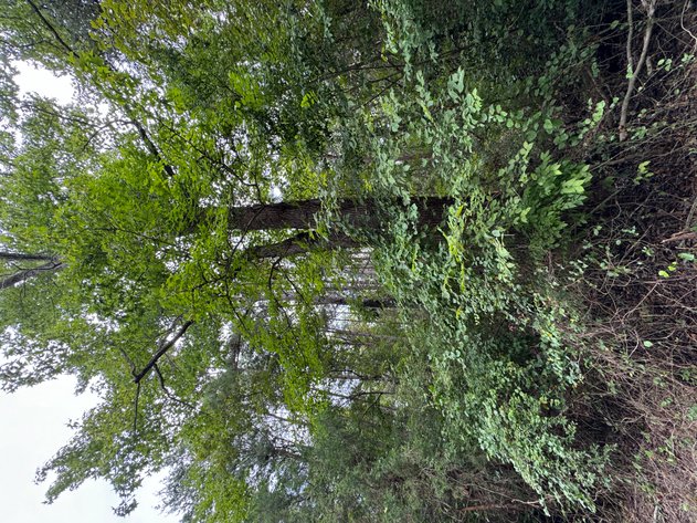 Image for King William County, VA Sale of Tax Delinquent Real Estate