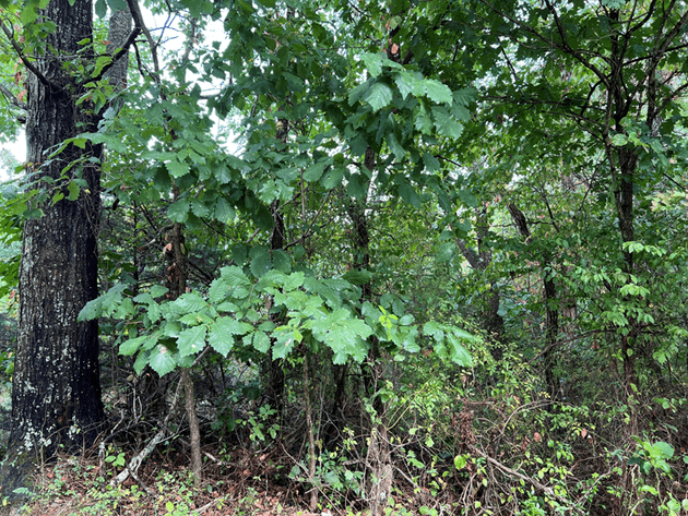 Image for Rockbridge County, VA Sale of Tax Delinquent Real Estate