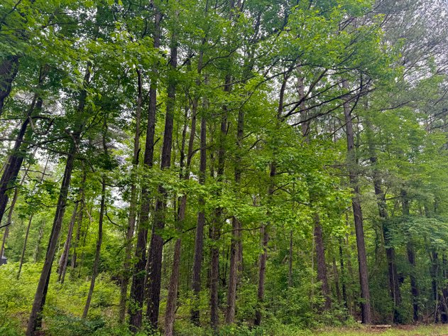 Image for Stafford County, VA Sale of Tax Delinquent Real Estate