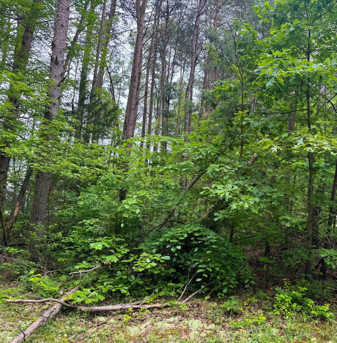 Image for Stafford County, VA Sale of Tax Delinquent Real Estate