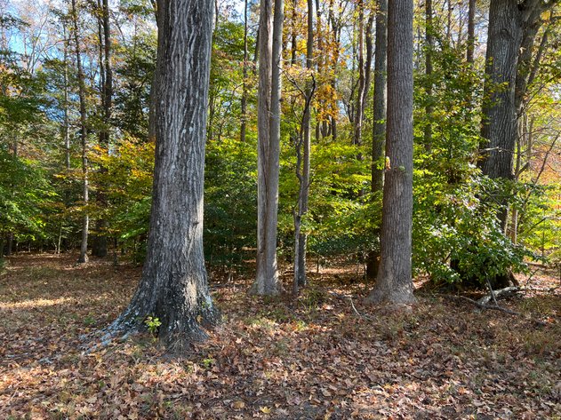 Image for Gloucester County, VA Sale of Tax Delinquent Real Estate