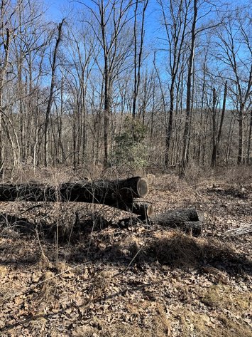 Image for Clarke County, VA Sale of Tax Delinquent Real Estate