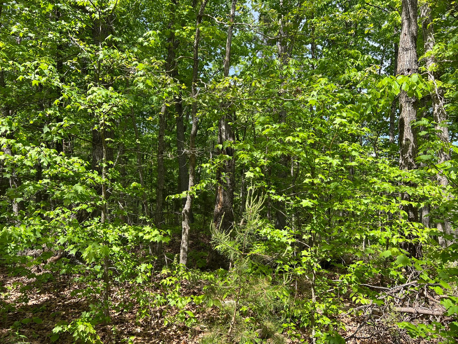 Image for Louisa County Tax Delinquent Sale