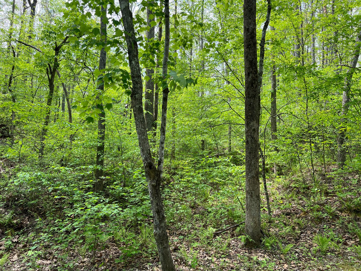 Image for Louisa County Tax Delinquent Sale