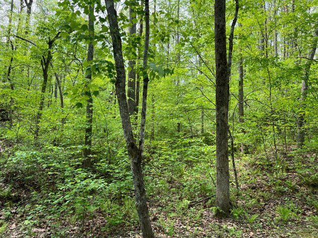 Image for Louisa County Tax Delinquent Sale