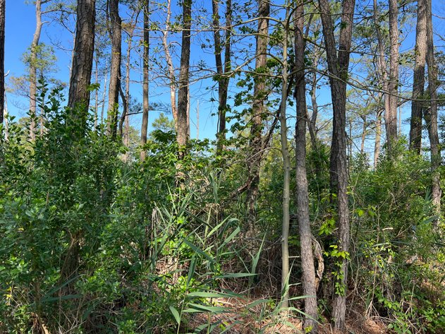 Image for Mathews County Tax Delinquent Sale