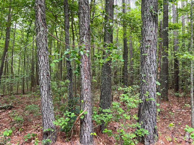 Image for Mathews County Tax Delinquent Sale